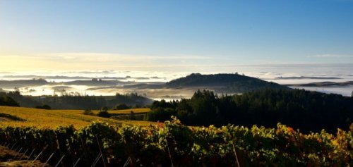 現代のカリフォルニア・ピノノワールを検証する