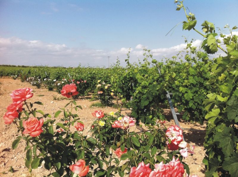 【Aqua Vitae】スペイン新着　ワイン造りは自然回帰への修行
