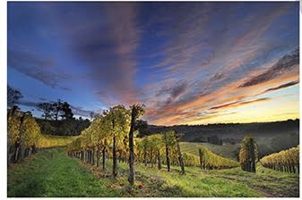 フランス南西部のワイン　ピレネーの聖なる土地から生まれるぶどう。 