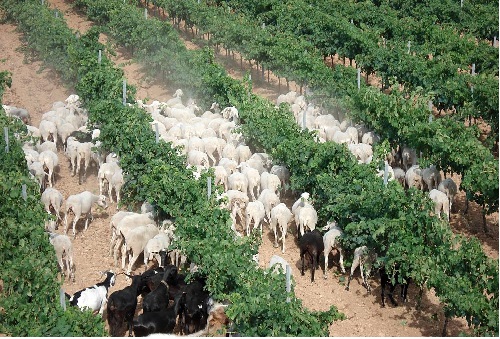 スペイン新着　ヤギが育てる自然派ワイン