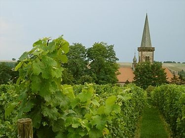 ドイツ新着　ドイツの葡萄品種、ショイレーベを再評価する。